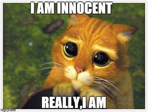 thecatnoirofthenight|I'm Innocent .